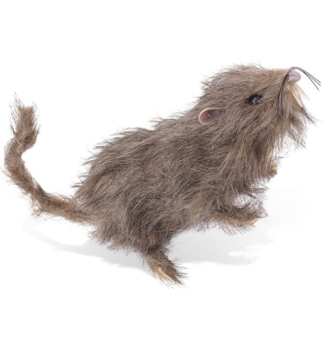Hairy Rat